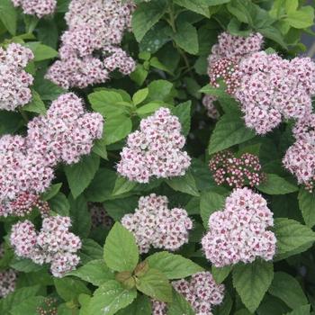 Spiraea fritschiana 'Pink-a-licious®' (232248)