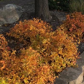 Spiraea fritschiana 'Pink-a-licious®' (232250)