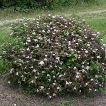 Spiraea fritschiana 'Spot On™' (232255)