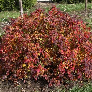 Spiraea fritschiana 'Spot On™' (232256)