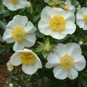 Carpenteria californica 'Elizabeth' 