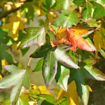 Liquidambar styraciflua 'Moraine' 