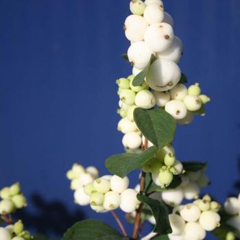 Symphoricarpos x doorenbosii 'Galaxy™' (232984)