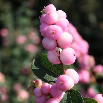 Symphoricarpos x doornbosii Magical® 'Pride' (232992)