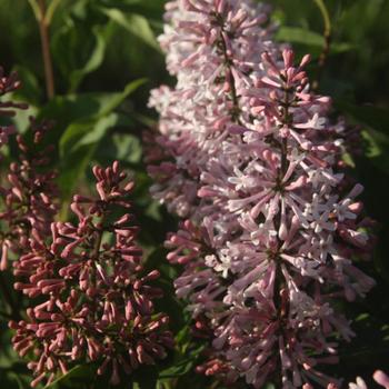 Syringa patula 'Violet Uprising™' (233005)