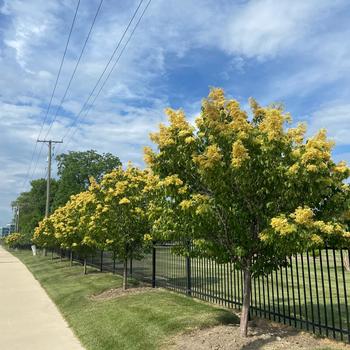 Syringa pekinensis 'Beijing Gold™' (233006)