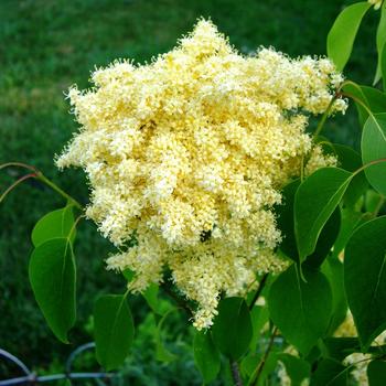 Syringa pekinensis 'Beijing Gold™' (233007)