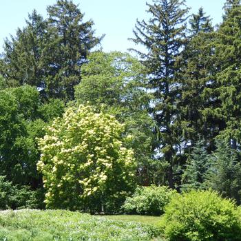 Syringa pekinensis 'Beijing Gold™' (233009)