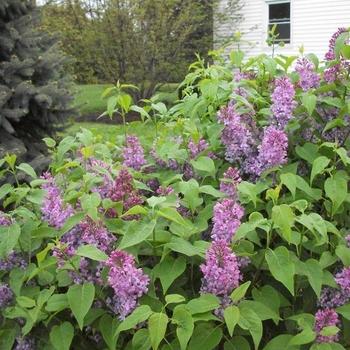 Syringa vulgaris 'Tiny Dancer™' (233012)