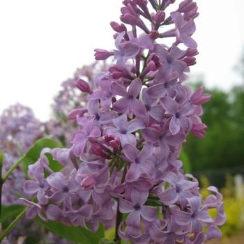 Syringa vulgaris 'Tiny Dancer™' (233014)