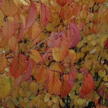 Viburnum dentatum 'Autumn Jazz®' (233020)