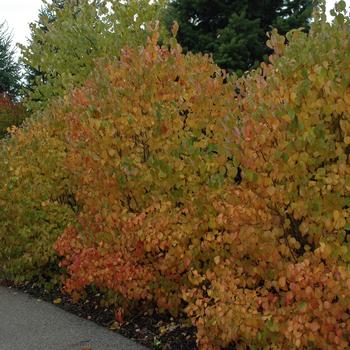 Viburnum dentatum 'Autumn Jazz®' (233022)