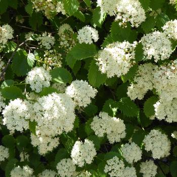 Viburnum dentatum 'Autumn Jazz®' (233023)