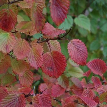 Viburnum dentatum 'Autumn Jazz®' (233025)