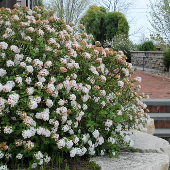 Viburnum carlesii 'Spice Island™' (233027)