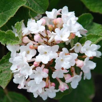 Viburnum carlesii 'Spice Island™' (233028)