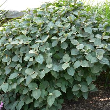 Viburnum carlesii 'Spice Island™' (233030)