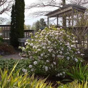 Viburnum carlesii 'Sugar n' Spice™' (233033)