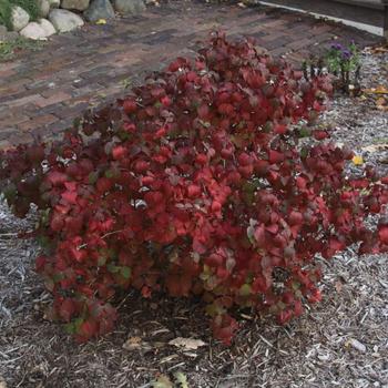 Viburnum carlesii 'Sugar n' Spice™' (233034)