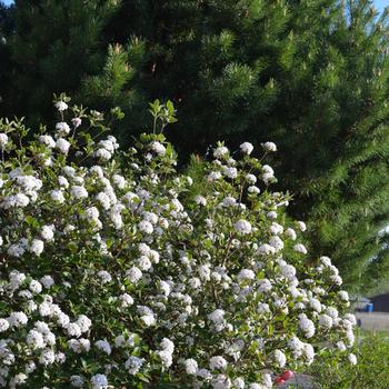 Viburnum carlesii 'Sugar n' Spice™' (233035)