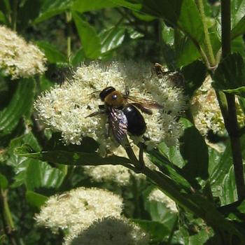 Viburnum dentatum 'Chicago Lustre®' (233040)