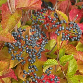 Viburnum dentatum 'Chicago Lustre®' (233042)