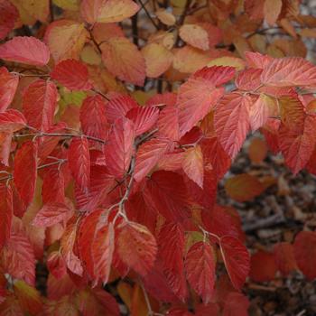 Viburnum dentatum 'Northern Burgundy™' (233047)