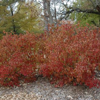 Viburnum dentatum 'Northern Burgundy™' (233048)