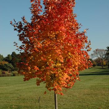 Acer saccharum 'Crescendo™' (233150)