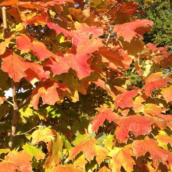 Acer saccharum 'Crescendo™' (233151)