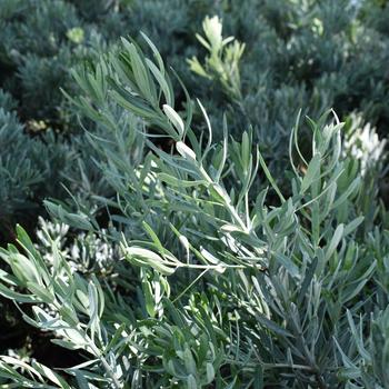 Podocarpus elongatus '' (233643)