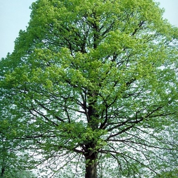 Tilia americana