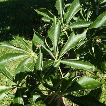 Aesculus glabra 'Early Glow™' (233916)