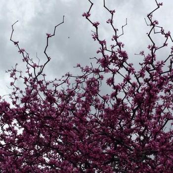 Cercis canadensis 'Zig Zag®' (233919)