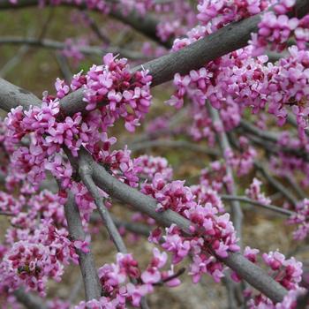 Cercis canadensis 'Joy's Pride™' (233921)