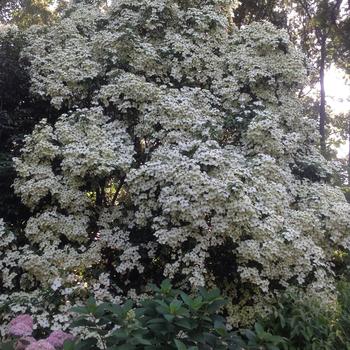 Cornus angustata 'Empress of China®' (233923)