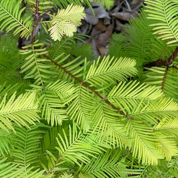 Metasequoia glyptostroboides 'Soul Fire' (233928)