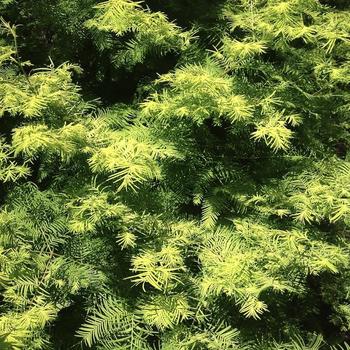 Metasequoia glyptostroboides 'Soul Fire' (233929)