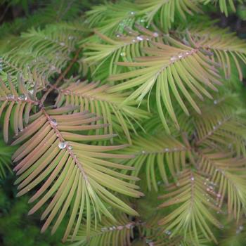 Metasequoia glyptostroboides 'Soul Fire' (233931)