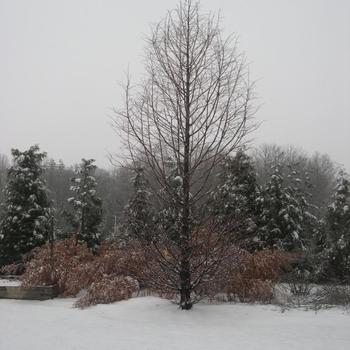 Metasequoia glyptostroboides 'Urban Spire' (233934)