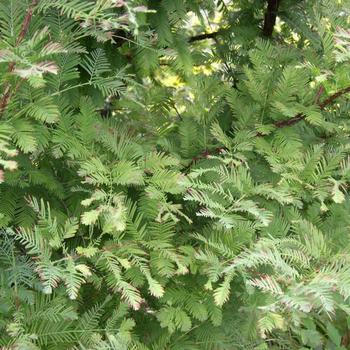 Metasequoia glyptostroboides 'Urban Spire' (233936)