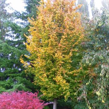 Parrotia persica 'Golden BellTower™' (234000)