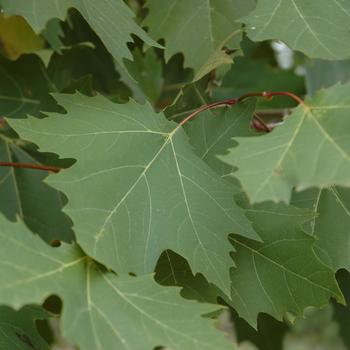 Platanus x acerifolia 'Exclamation!™' (234004)