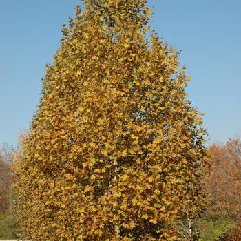 Platanus x acerifolia 'Exclamation!™' (234005)