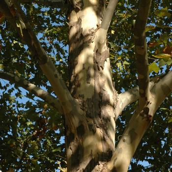 Platanus x acerifolia 'Monumental™' (234008)