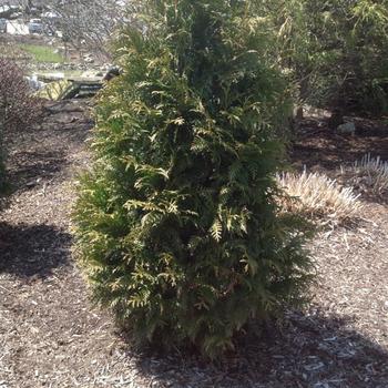 Thuja 'Junior Giant' (234013)