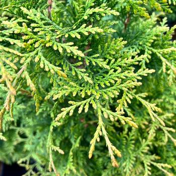 Thuja 'Junior Giant' (234015)