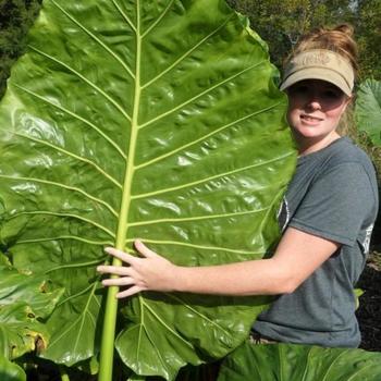 Alocasia Masquerade™ 'Borneo King' (234036)