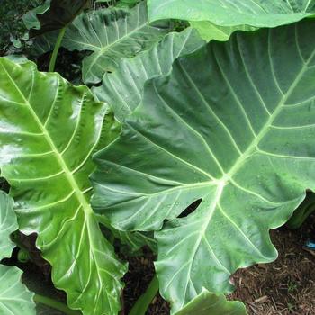 Alocasia Masquerade™ 'Kuching Mask' (234040)