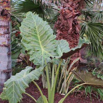 Alocasia Masquerade™ 'Mayan Mask' (234047)